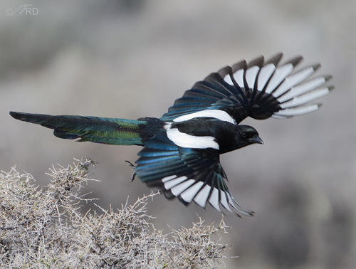 magpie_black_billed