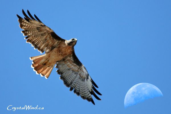 Spirit of Red-Tailed Hawk