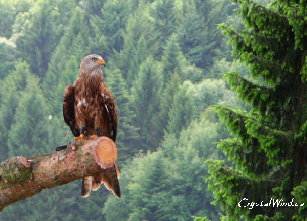 Spirit of Red-Tailed Hawk