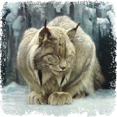 snow_lynx