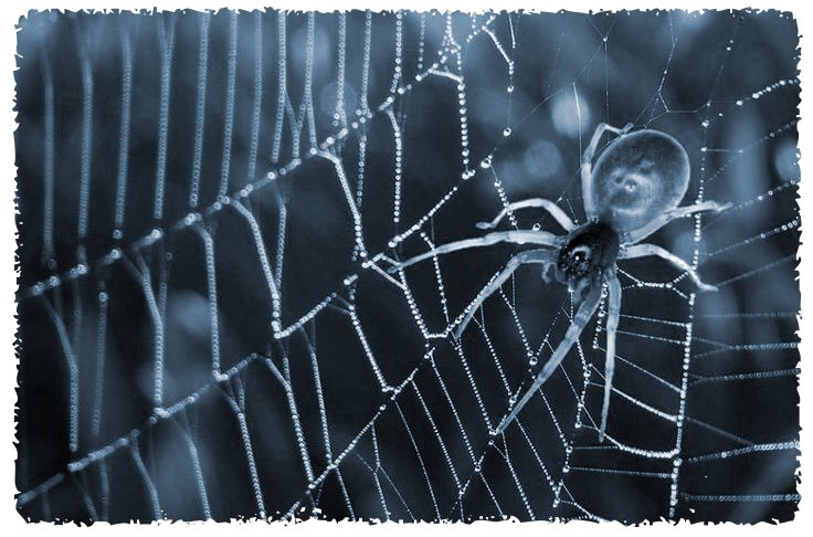 spider totm1