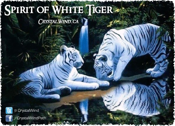 Spirit of White Tiger
