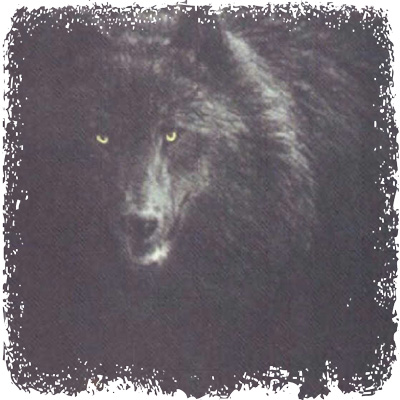 wolf_black_shadow