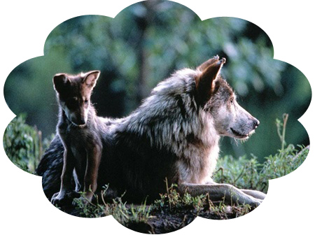 Wolf and Pup wolf_pup