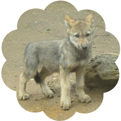 Wolf Medicine wolf_medicine