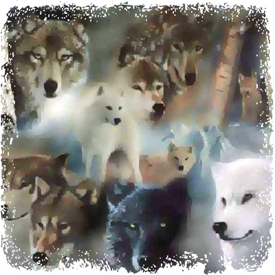 wolf_totem