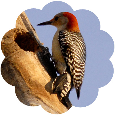 woodpecker_medicine