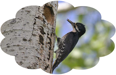 black_backed_woodpecker