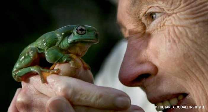 jane and whites tree frog gfan