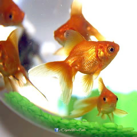 goldfish