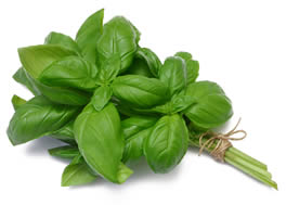 Basil basil