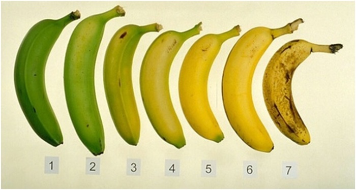Bananas Bananas