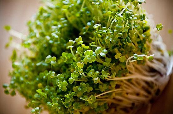 Broccoli Sprouts broccoli-sprouts