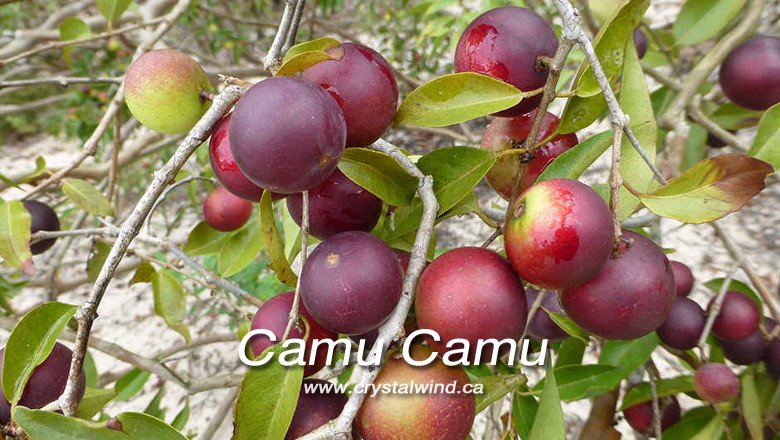 The Most Potent Plant Source Of Vitamin C camu camu