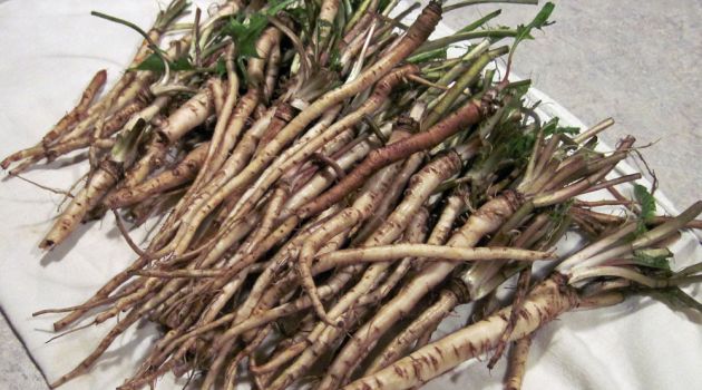 dandelion-root