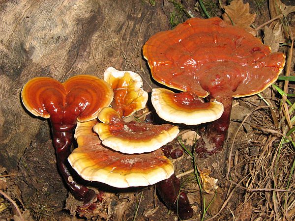 Ganoderma Lucidum ganoderma_lucidum