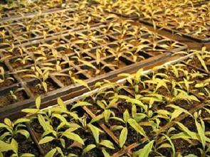 Goji Seedlings
