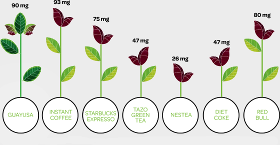 guayusa-caffeine-chart