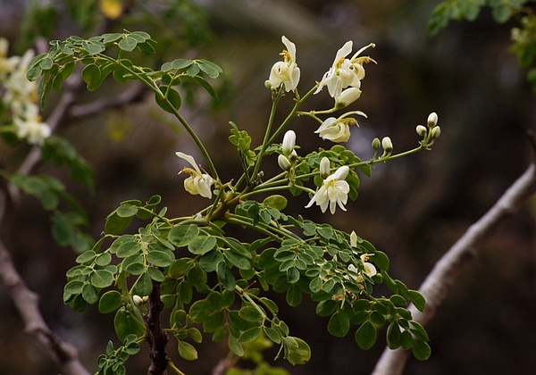 Moringa: Latest Health Superfood Or Just A Fad?