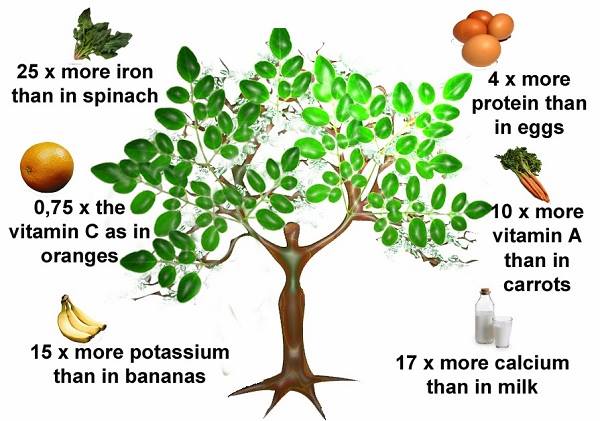 Moringa Nutritional Chart