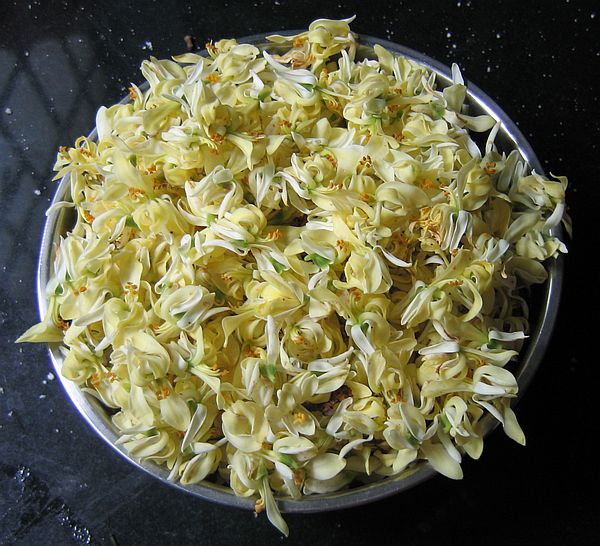 moringa oleifera flowers ready to be cooked