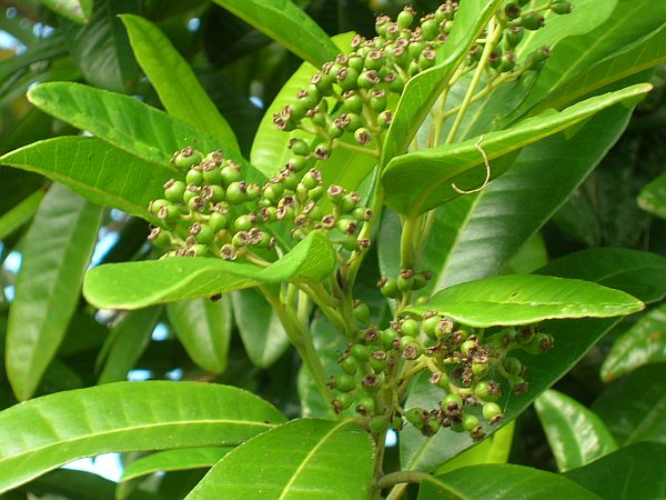 allspice-tree