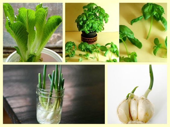10 Vegetables You Can Buy Once And Regrow Forever! regrow