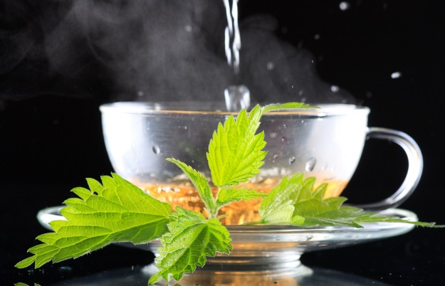 Stinging Nettle Tea stinging_nettle-tea