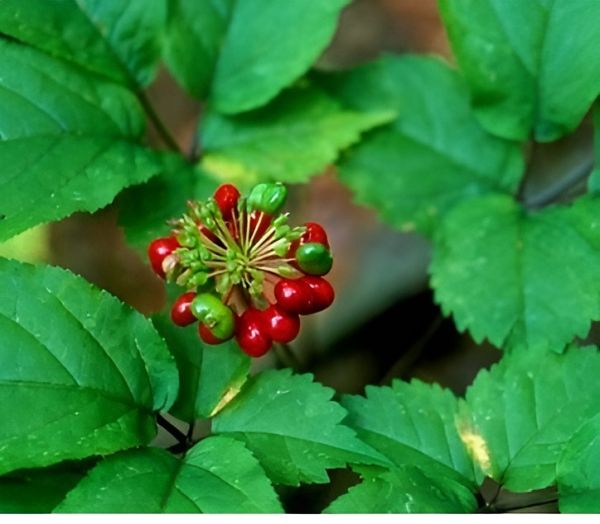 american ginseng