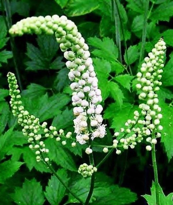 Black Cohosh