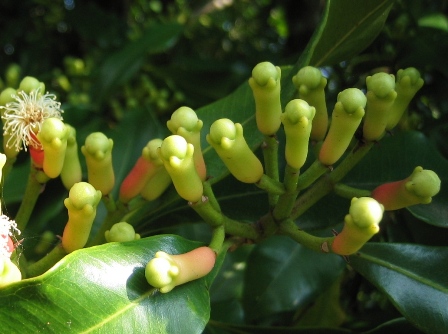 clovebuds