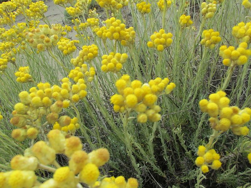 helichrysum