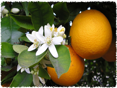 orange_blossom