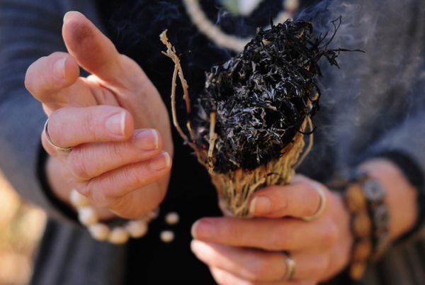 3 Shamanic Ceremonial Herbs for Creating Sacred Space
