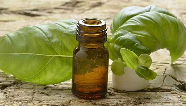 12 Sweet Basil Oil Fixes That Really Work sweet-basil-oil-benefits
