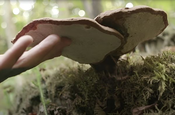 6 Mighty Mushrooms For Immune Health