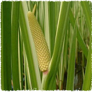 acorus_calamus