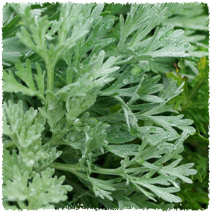 artemisia_absinthium