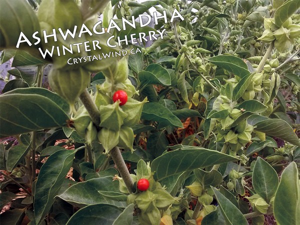 Ashwagandha - Winter Cherry