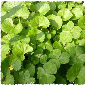 brahmi_centella_asiatica