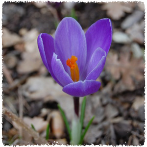 crocus_sativus