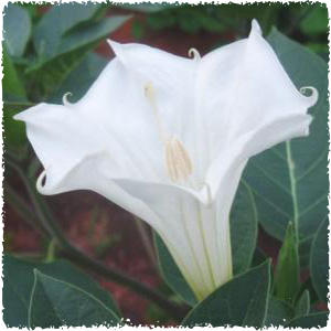 datura_metel