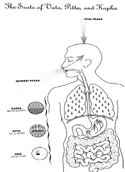seats_of_vata_pitta_kapha