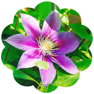 clematis