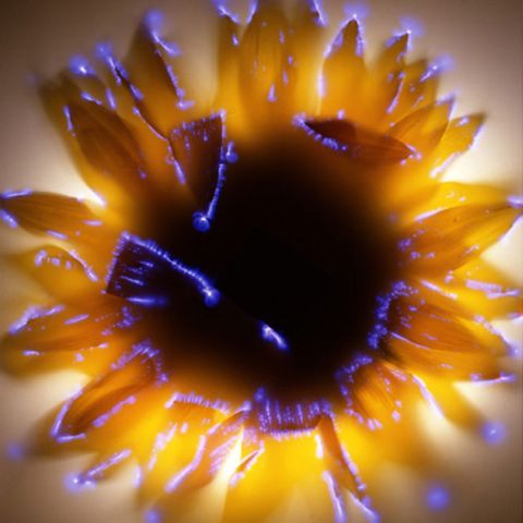 kirlian-flor-11