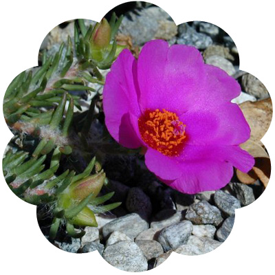 rock_rose