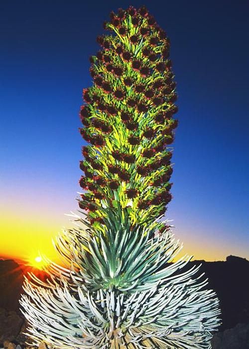 silversword