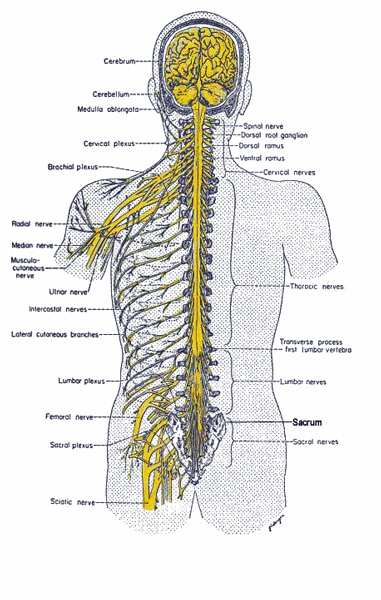 craniosacral_system