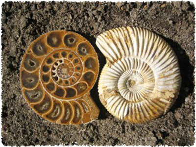 spiral_fossils
