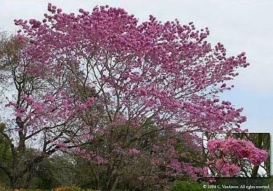 Lapacho Tree